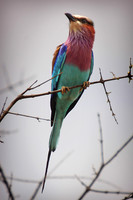 Lilac Breasted Roller