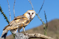 Barn Owl
