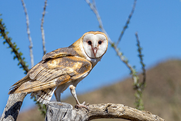 Barn Owl