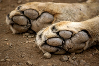 Lion Paws