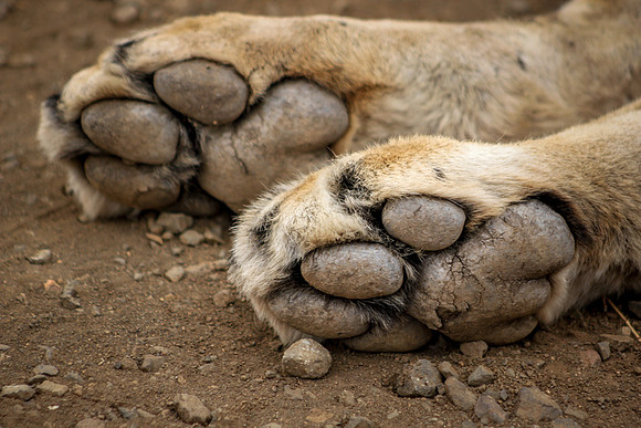 Lion Paws