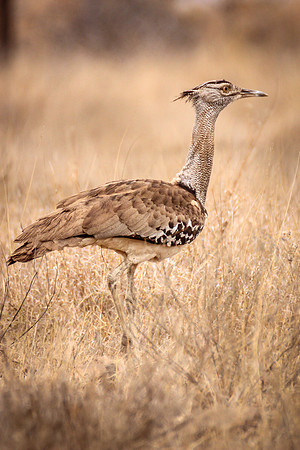 Kori Bustard