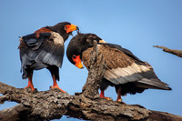 Bateleur Eagle's Grooming