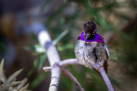 Hummingbird