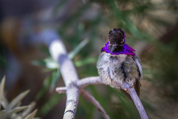 Hummingbird