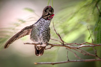 Hummingbird