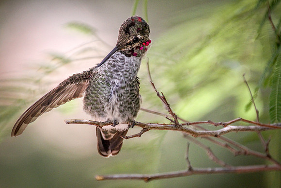 Hummingbird