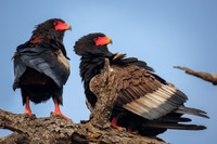 Bateleur Eagle's