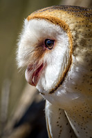 Barn Owl