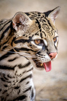 Ocelot