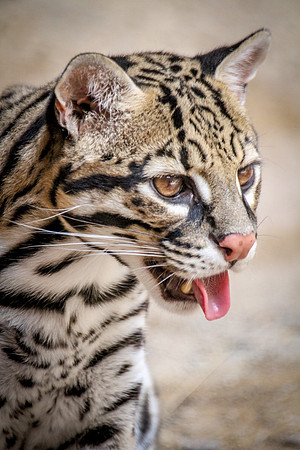 Ocelot