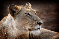 Lioness
