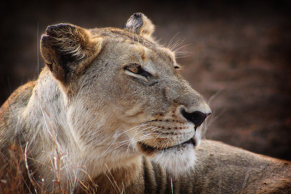 Lioness