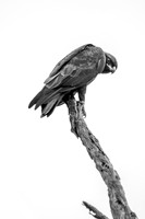 Lesser Spotted Eagle