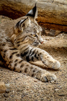 Bobcat