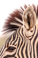 Stripes
