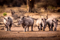 White Rhino