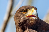 Harris Hawk