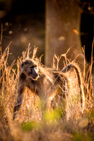Young Baboon
